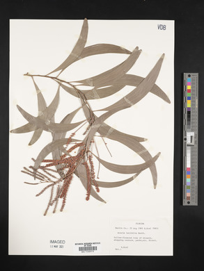 Acacia longifolia image