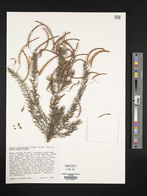 Acacia verticillata image
