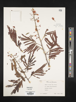 Acacia villosa image