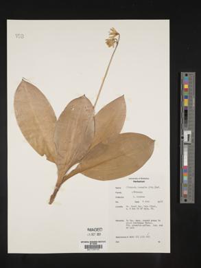 Clintonia borealis image