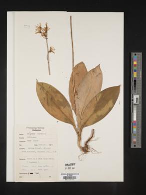 Clintonia borealis image