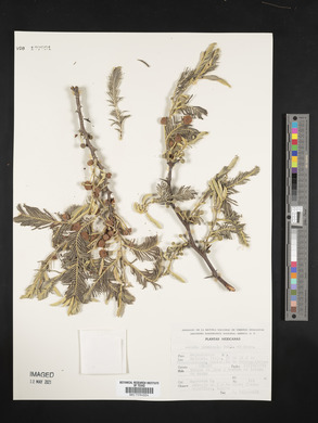 Acacia pennatula image