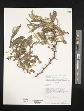 Acacia pennatula image
