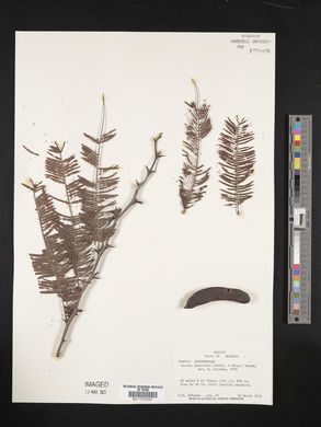 Acacia pennatula image