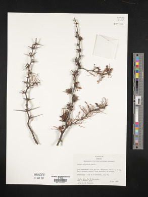 Acacia rigidula image