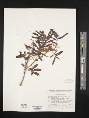 Acacia villosa image