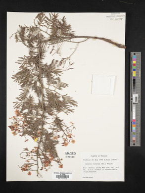 Acacia villosa image