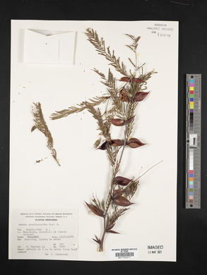 Vachellia campechiana image