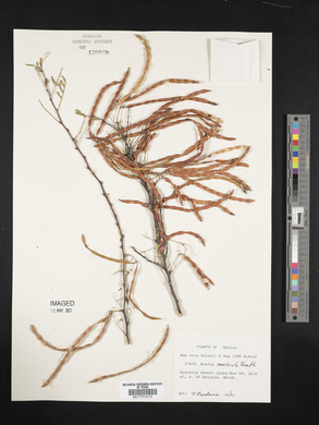 Acacia constricta image