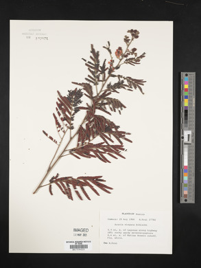 Acaciella angustissima image