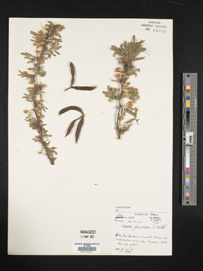 Vachellia farnesiana image