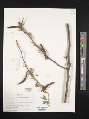 Vachellia farnesiana image