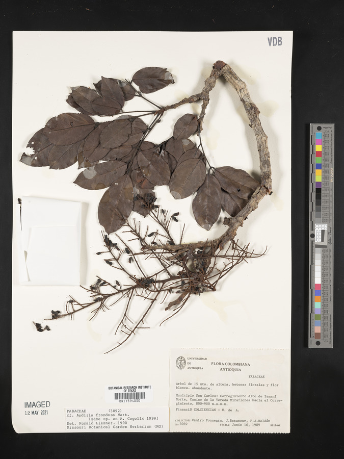 Andira frondosa image