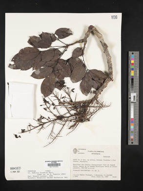 Andira frondosa image