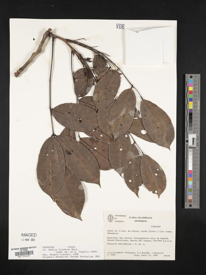 Andira frondosa image