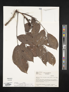 Image Associated With the Occurence