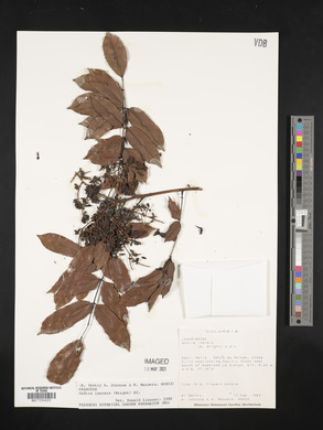 Andira inermis image