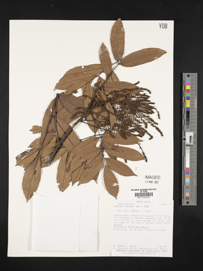 Andira inermis image
