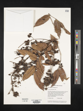 Andira inermis image