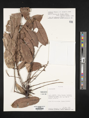 Andira inermis image