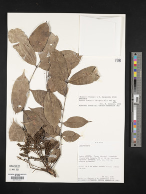 Andira inermis image