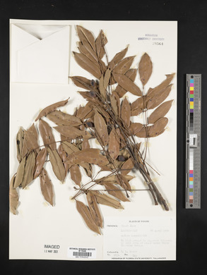Andira inermis image