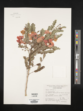 Senna pallida image