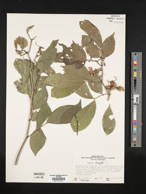 Senna septemtrionalis image