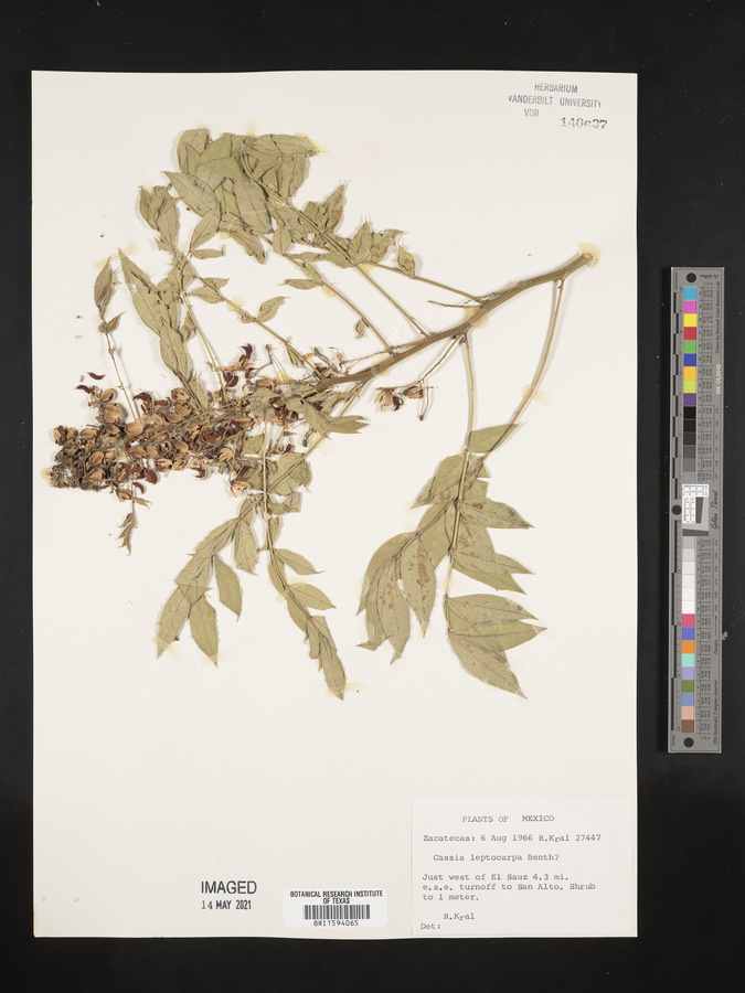 Senna hirsuta var. leptocarpa image