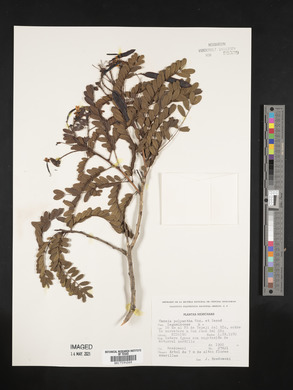 Cassia polyantha image