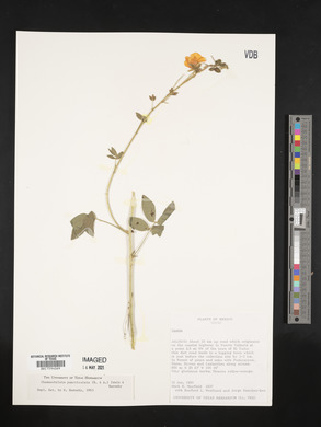 Chamaecrista punctulata image
