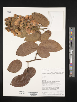 Senna bacillaris image