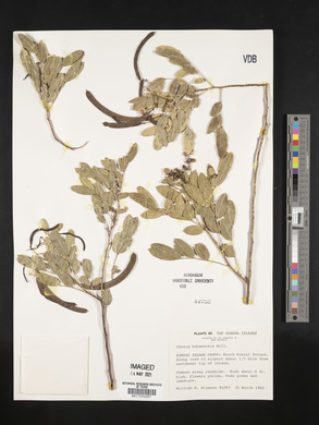 Senna ligustrina image
