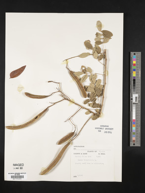 Cassia bicapsularis image