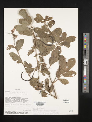 Senna cobanensis image