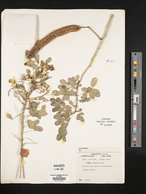 Senna corymbosa image