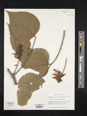 Erythrina breviflora image