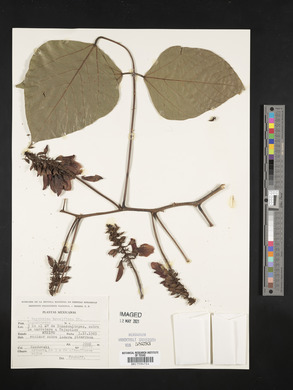 Erythrina breviflora image
