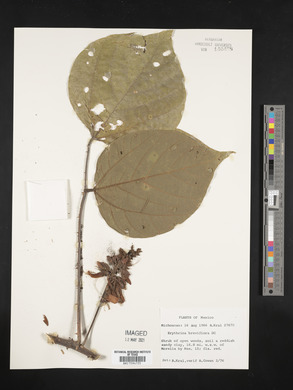 Erythrina breviflora image