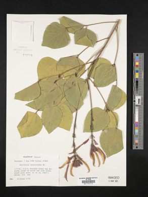 Erythrina coralloides image