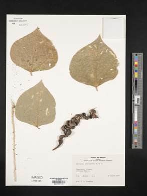 Erythrina rubrinervia image