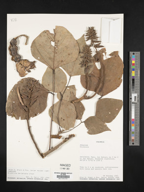 Erythrina berteroana image