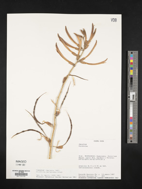 Erythrina berteroana image