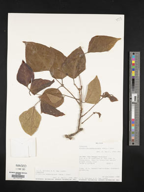 Erythrina poeppigiana image