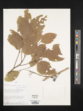 Erythrina poeppigiana image