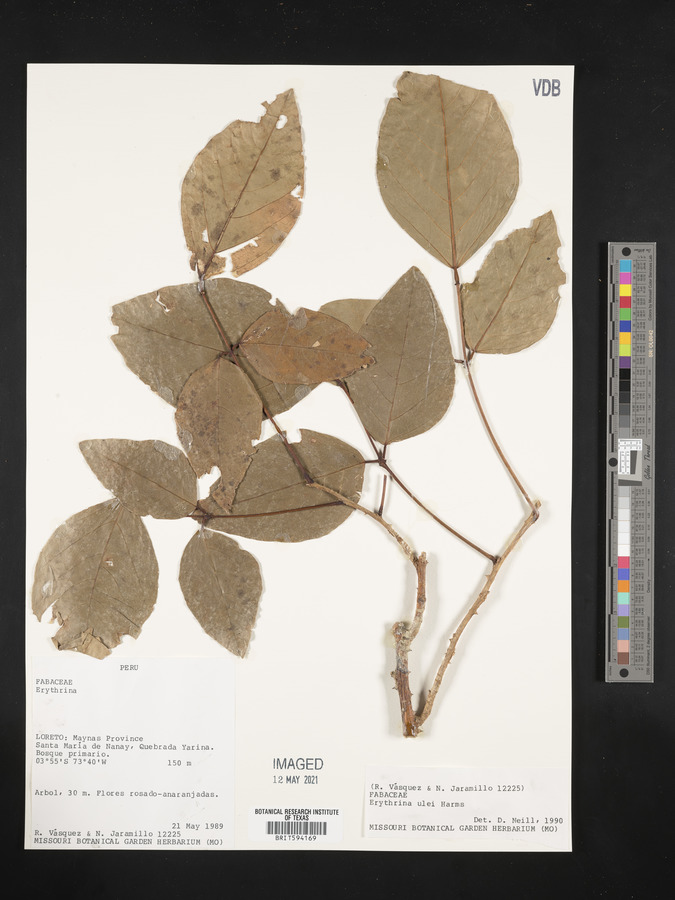Erythrina ulei image