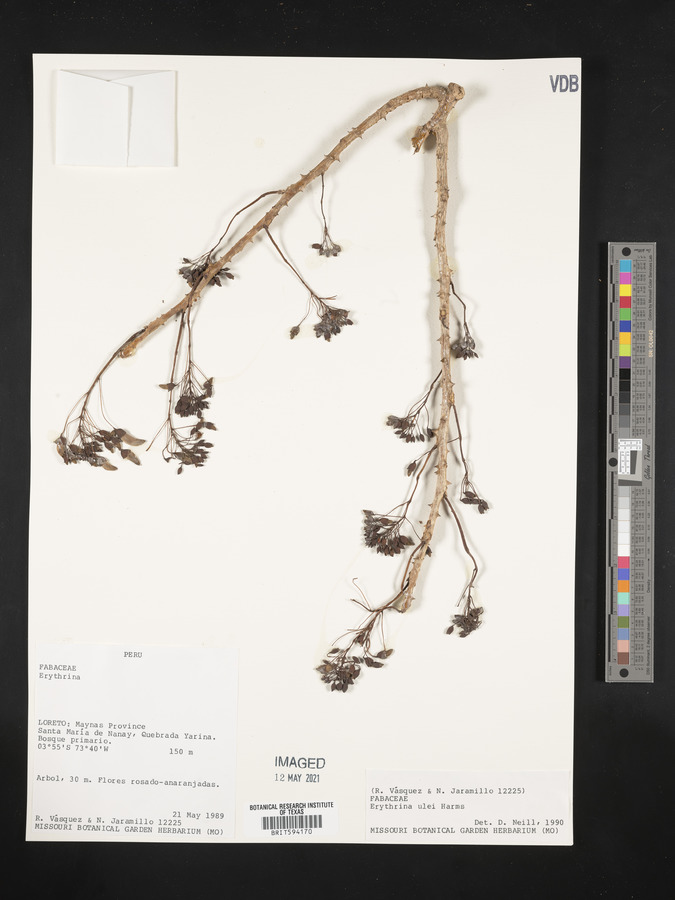 Erythrina ulei image