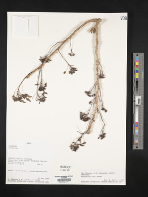 Erythrina ulei image