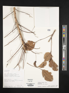 Erythrina ulei image