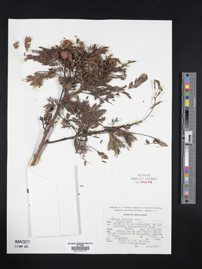 Leucaena leucocephala subsp. glabrata image